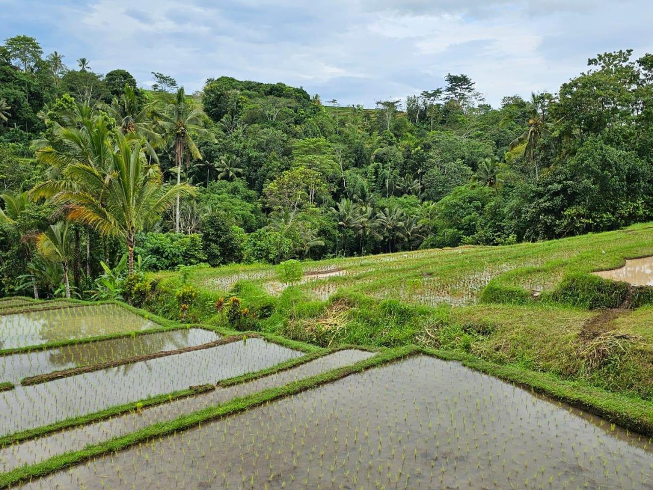 Umauthu Bali Villa Selemadeg Eksteriør billede